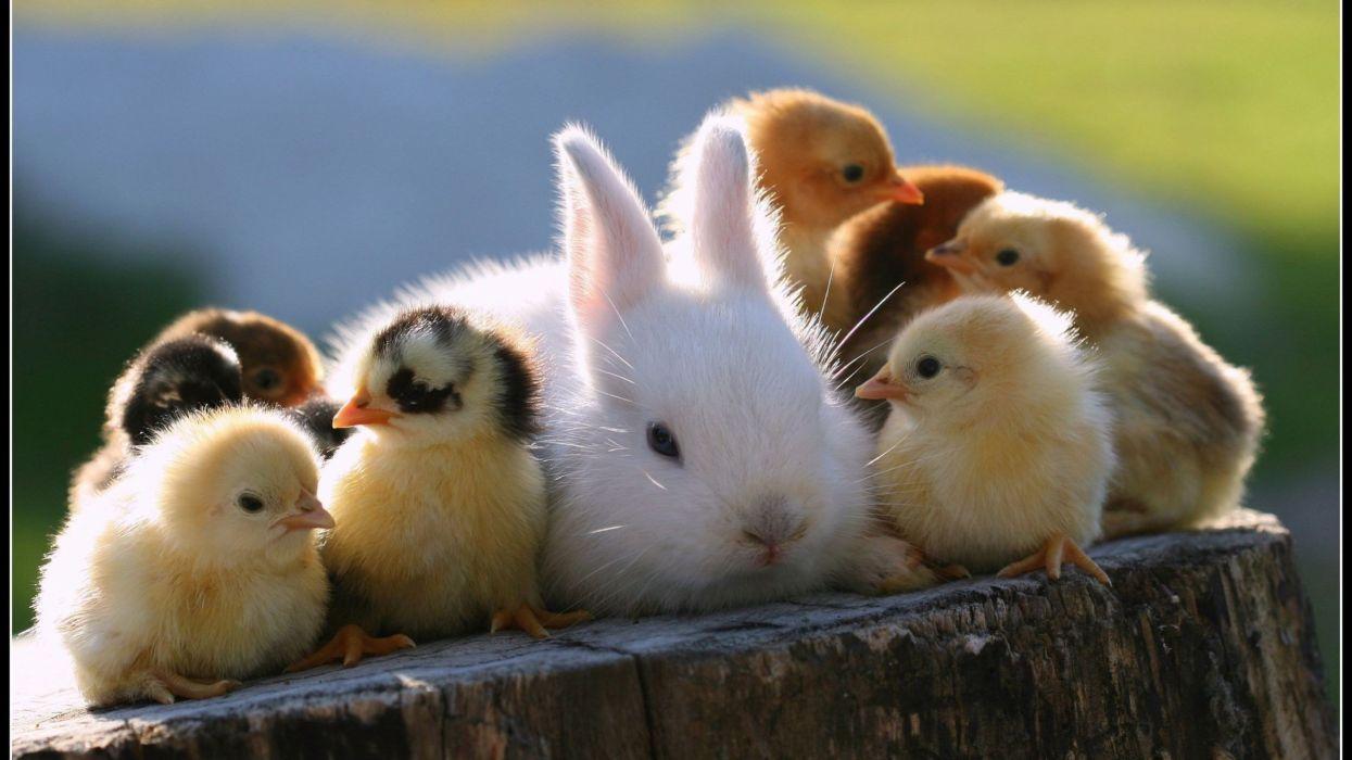 1245x700 Rabbit Chickens animals cute wallpaperx1440