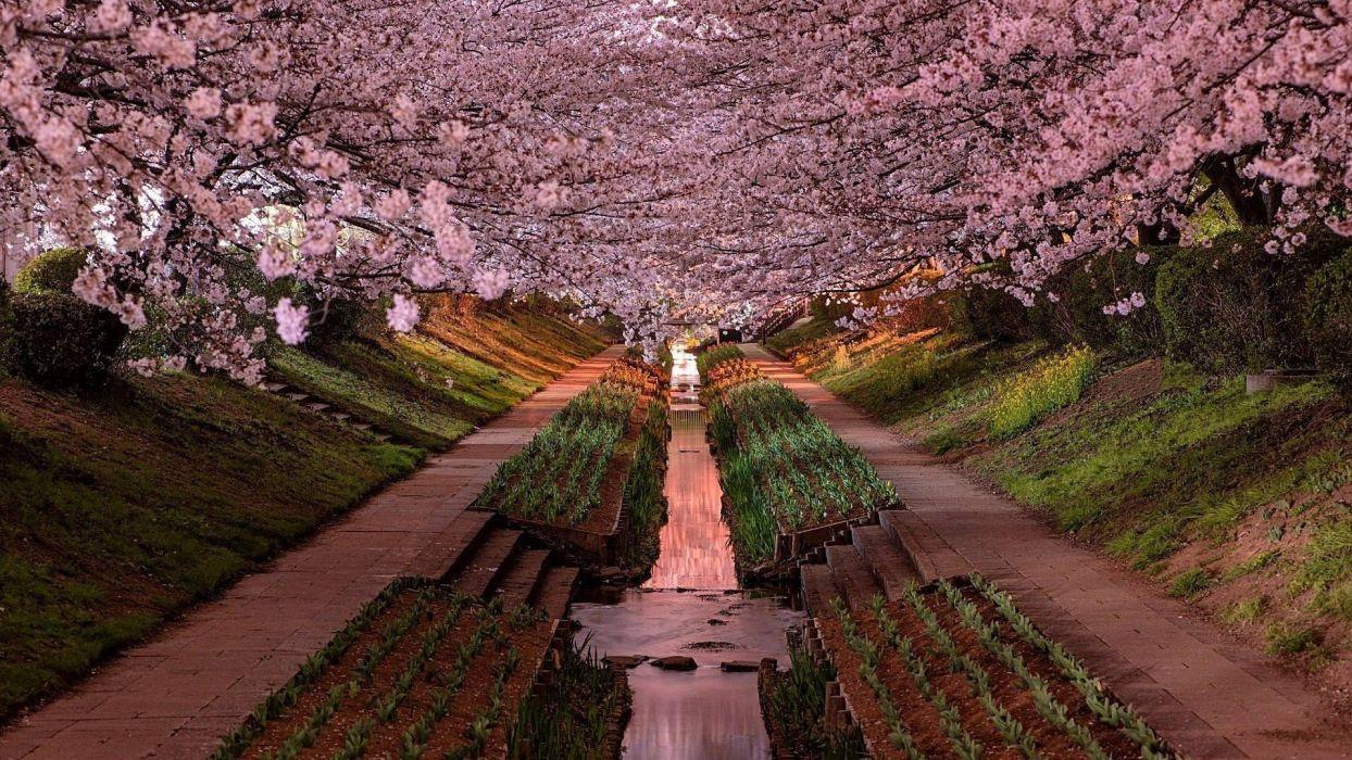 1244x700 Japan Yokohama cherry blossom garden wallpaperx1080