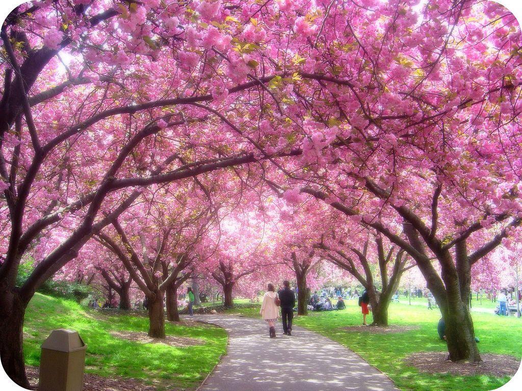 Cherry Blossom Garden Wallpapers Top Free Cherry Blossom Garden Backgrounds WallpaperAccess