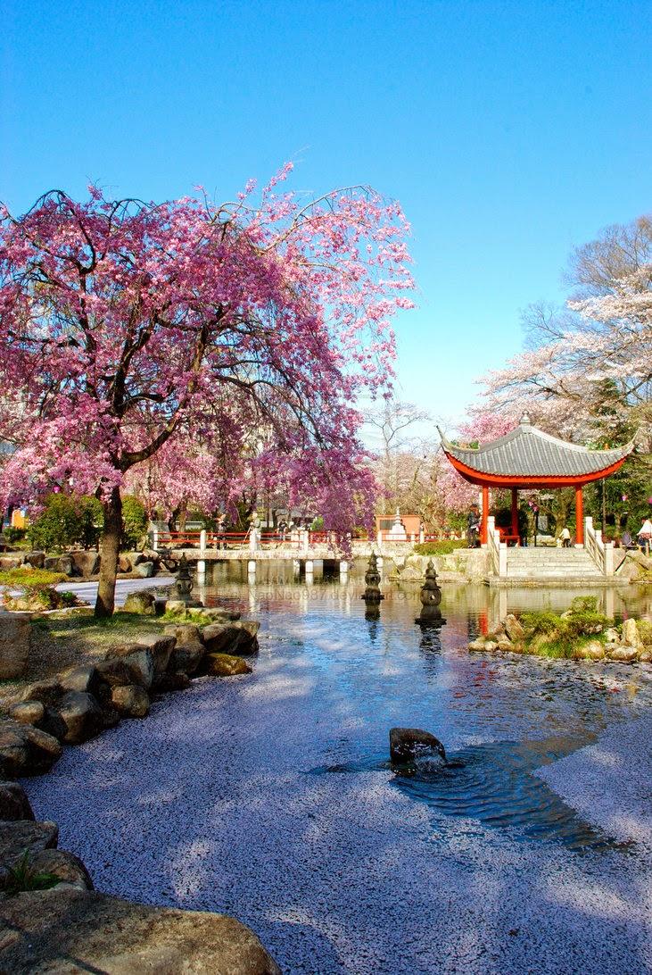 731x1092 Japanese Cherry Blossoms Wallpaper, 302.11 Kb