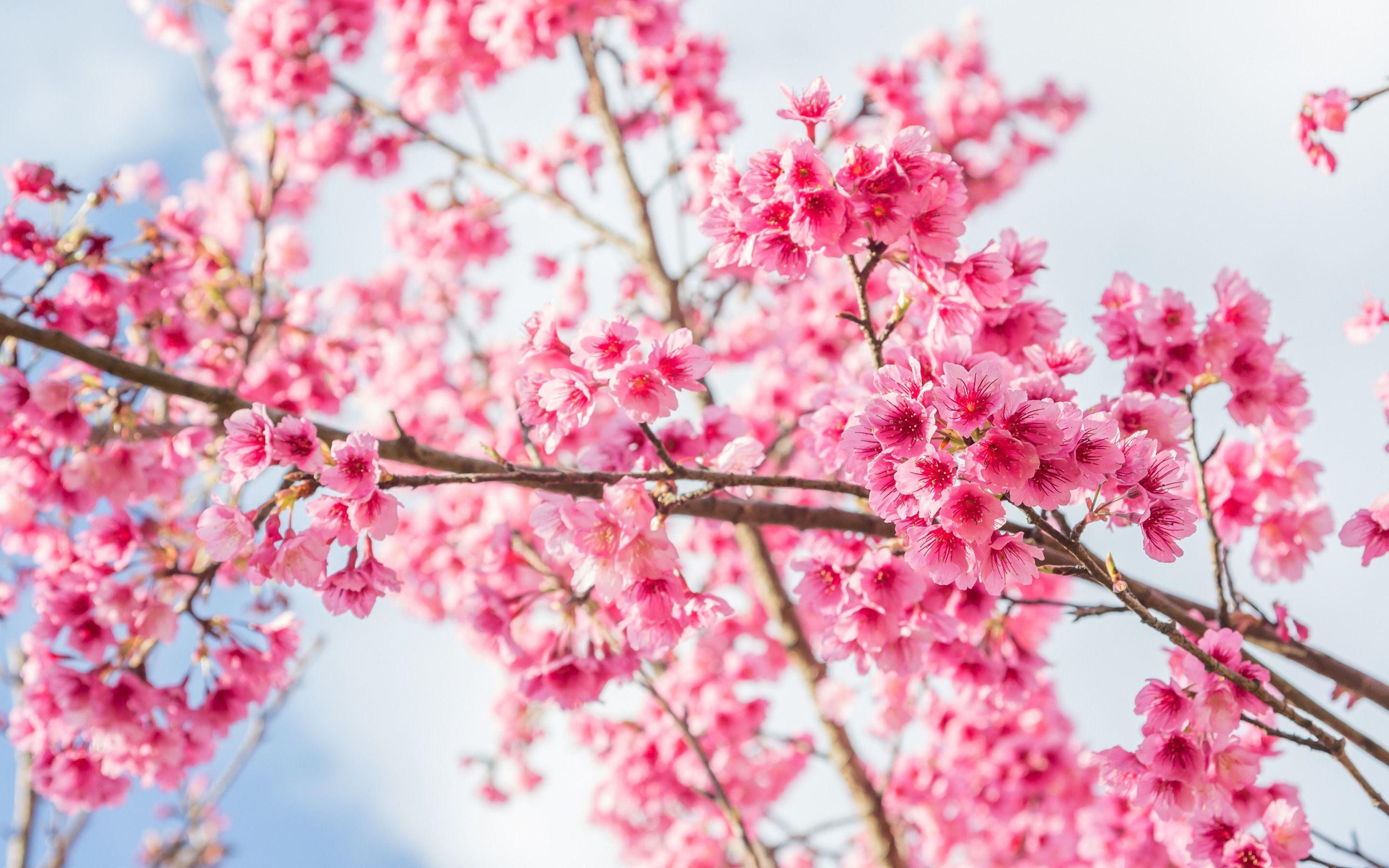 Cherry Blossom Garden Wallpapers Top Free Cherry Blossom