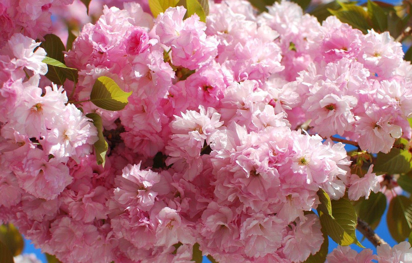 1332x850 Wallpaper flowers, nature, cherry, tree, branch, spring, garden