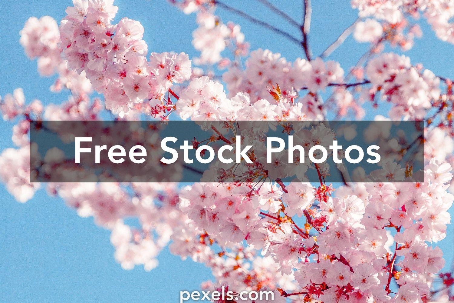 1500x1000 Best Cherry Blossom Photo · 100% Free Downloads