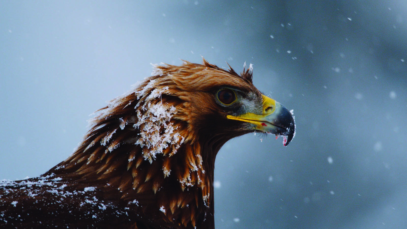 1600x900 Realscreen Archive “Planet Earth II” moves stateside to BBC