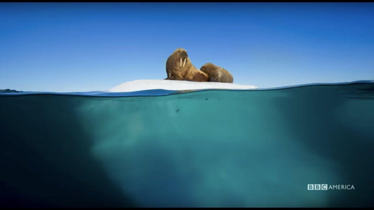 1280x720 Planet Earth: Blue Planet II. Radiohead & Hans Zimmer