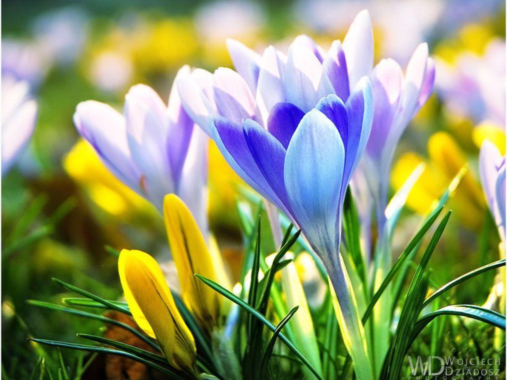 Early Spring Flowers Wallpapers Top Free Early Spring Flowers Backgrounds Wallpaperaccess