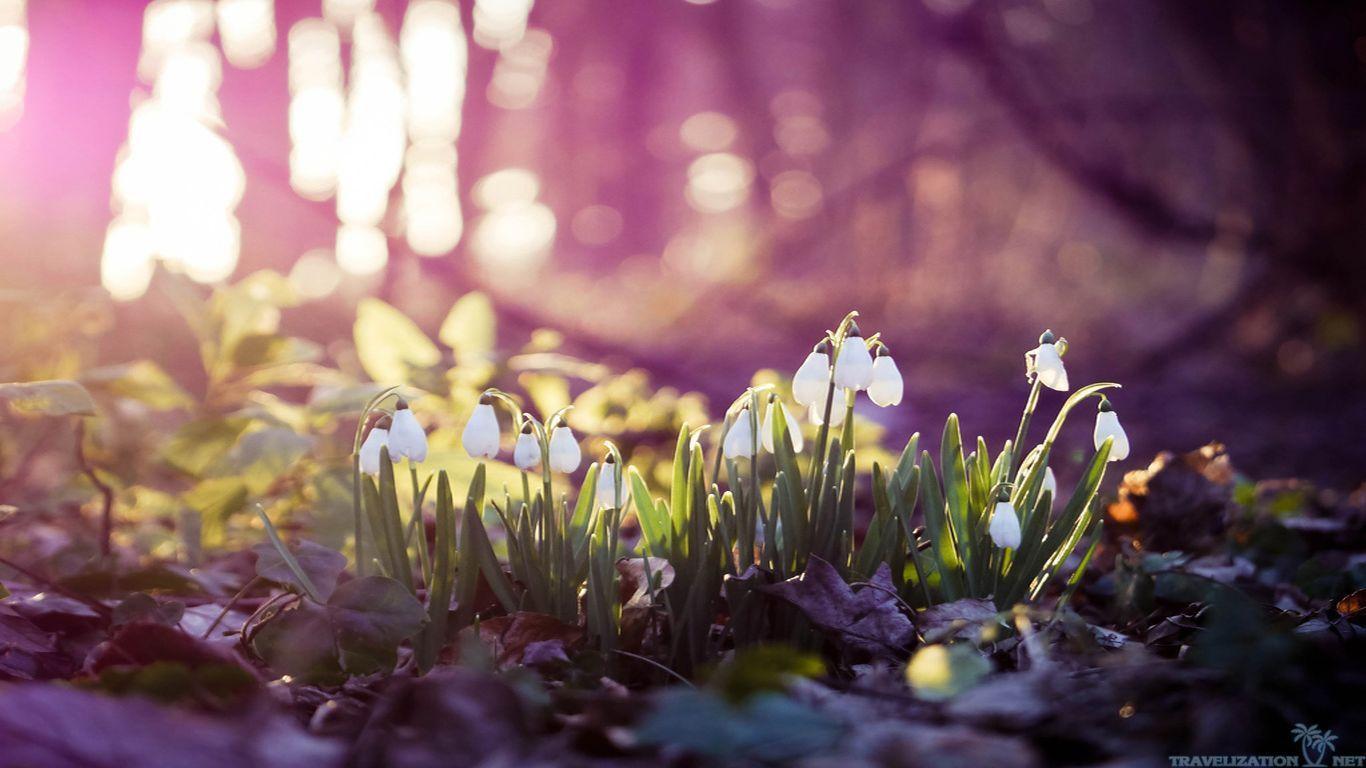 Nền desktop hoa mùa xuân sớm sẽ khiến cho không gian làm việc của bạn trở nên tươi mới và đầy sức sống. Với sự xuất hiện của những đóa hoa đầy màu sắc, bạn sẽ cảm thấy thư giãn và nở nụ cười trên môi. Hãy tải ngay những hình nền đẹp này để cùng tham gia vào thế giới của mùa xuân sớm.