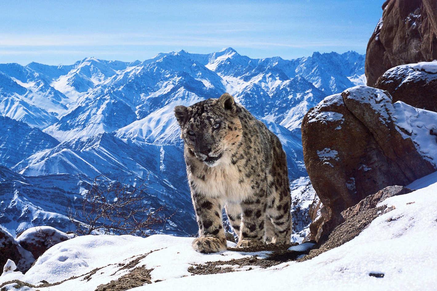 1420x946 How To Watch Planet Earth II In 4K Ultra High Definition