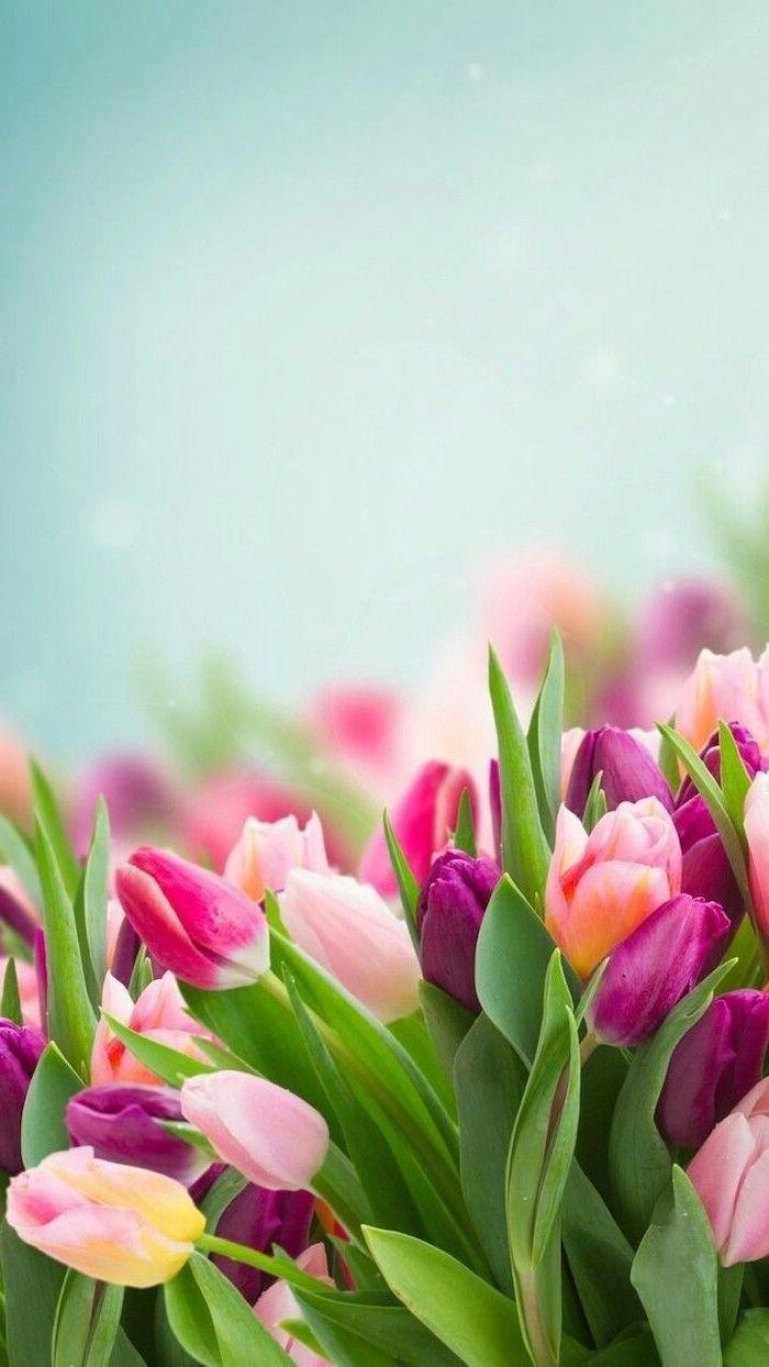 Tulip Mobile Wallpapers - Top Free Tulip Mobile Backgrounds -  WallpaperAccess