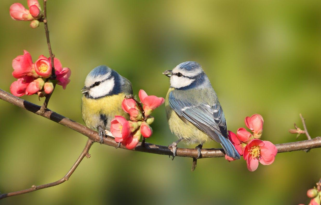 Cute Bird Spring Desktop Wallpapers - Top Free Cute Bird Spring Desktop