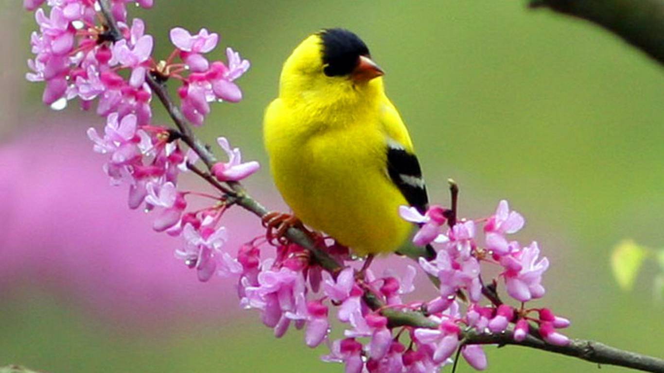 1366x768 Happy Spring! Happy Easter!. Shadow Dog Designs