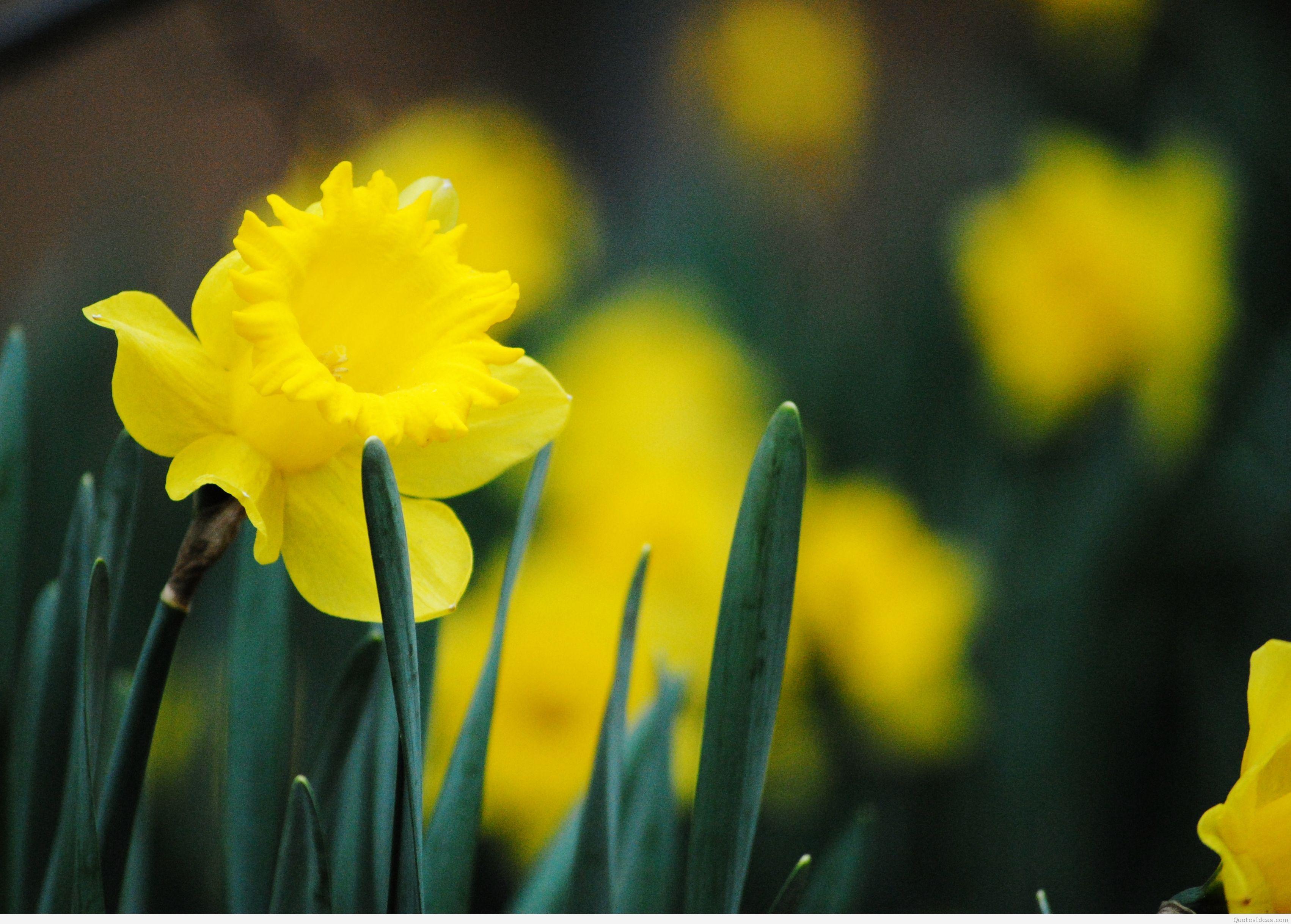 20 Perfect happy spring desktop wallpaper You Can Save It free ...