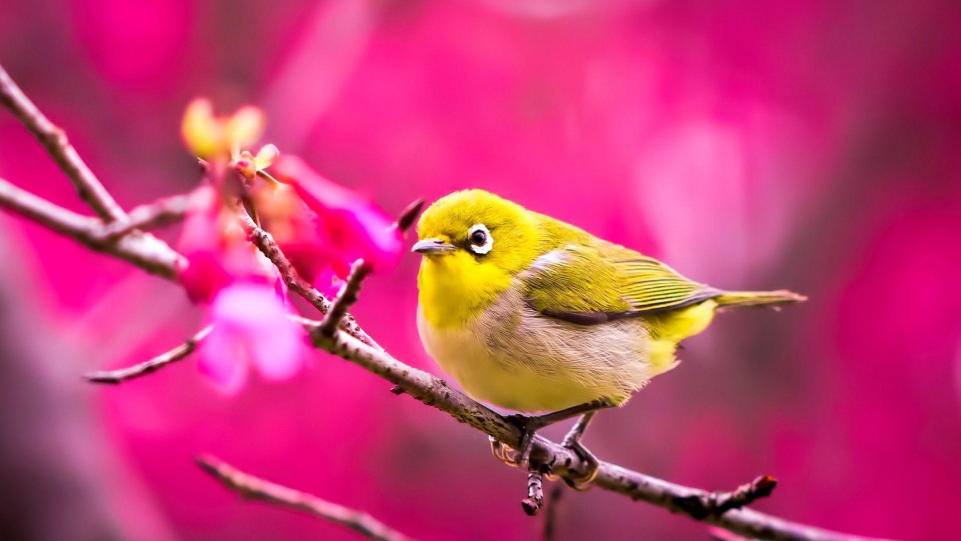 20 Choices spring wallpaper birds You Can Get It Without A Penny ...