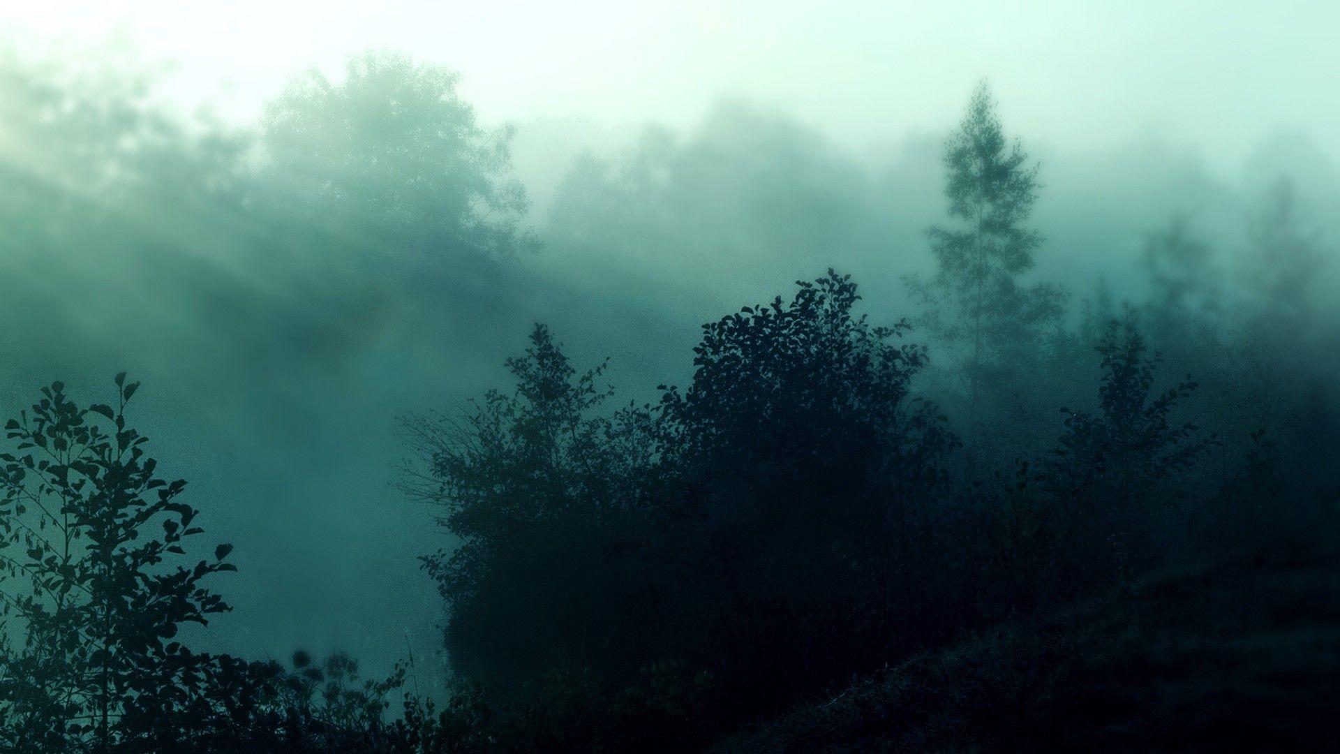 Misty Forest in Springtime