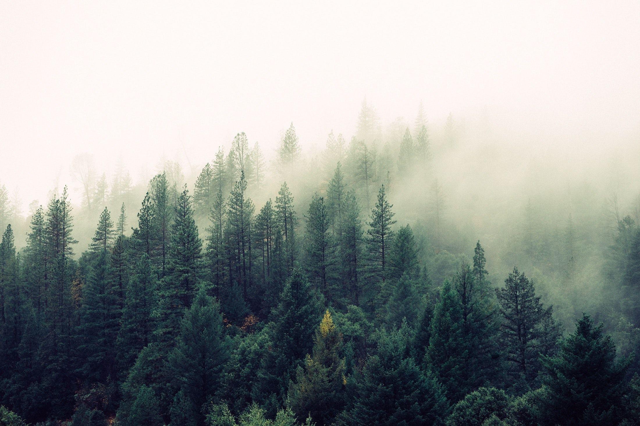 Misty Forest | Forest wallpaper, Misty forest, Mountain wallpaper