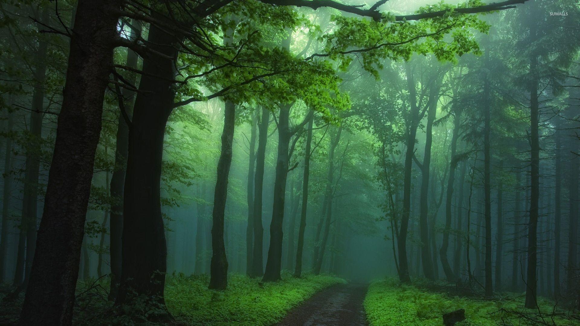 Foggy Forest fog green nature snow HD phone wallpaper  Peakpx