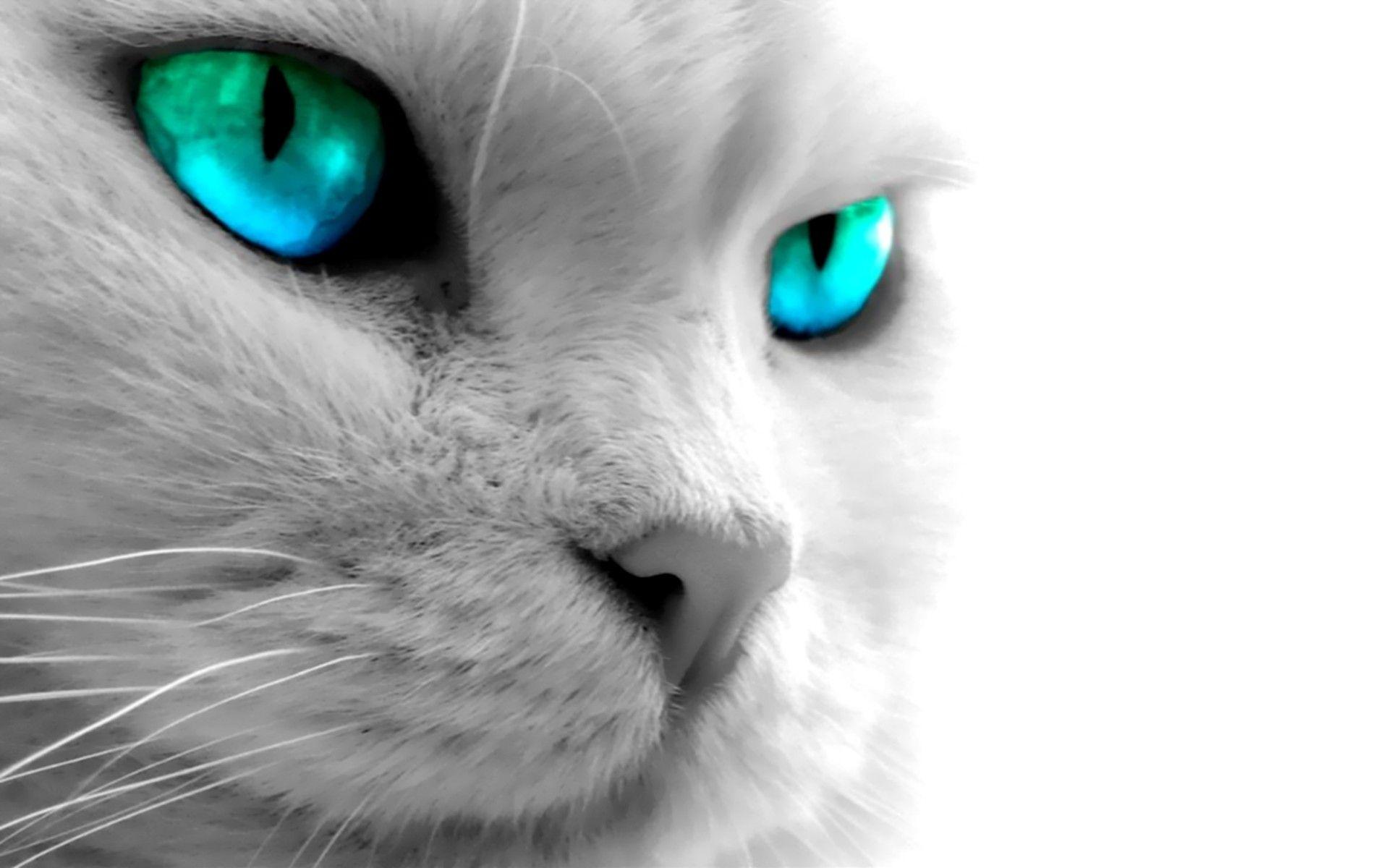 Blue Cat Wallpapers - Top Free Blue Cat Backgrounds - WallpaperAccess