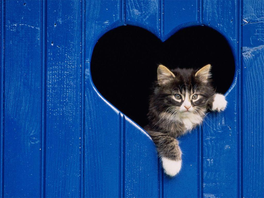 1024x768 Cat Wallpaper