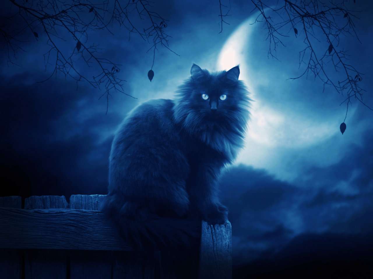 Blue Cat Wallpapers Top Free Blue Cat Backgrounds WallpaperAccess