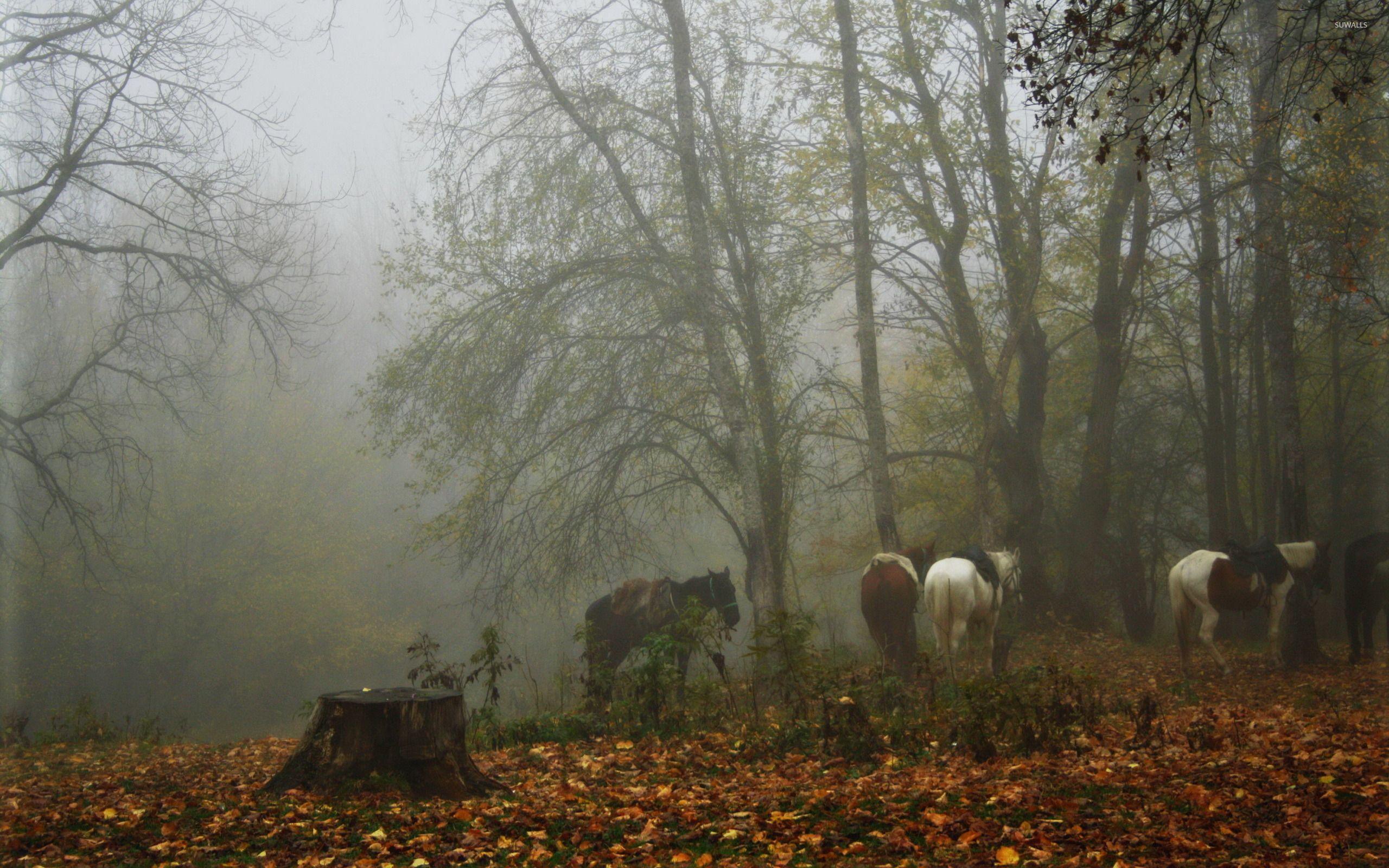 2560x1600 Horses in a foggy forest wallpaper wallpaper