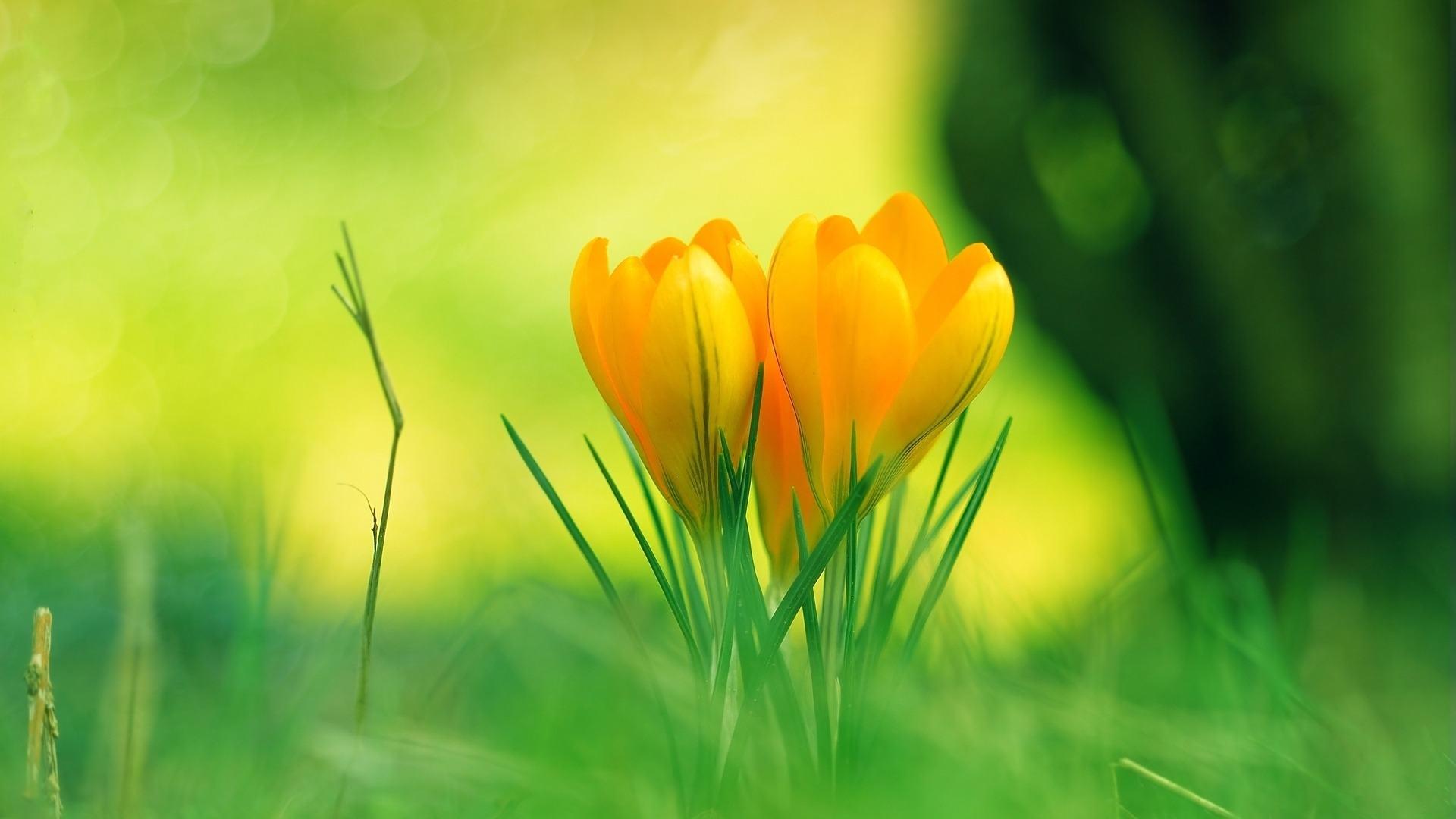 1920x1080 Yellow Flower Wallpaper 1085 1920x1080px