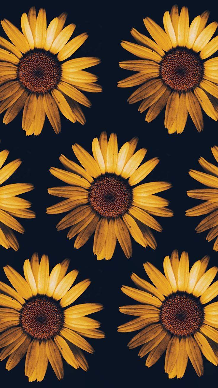 Hình nền iPhone 736x1308 Super Pretty Sunflower