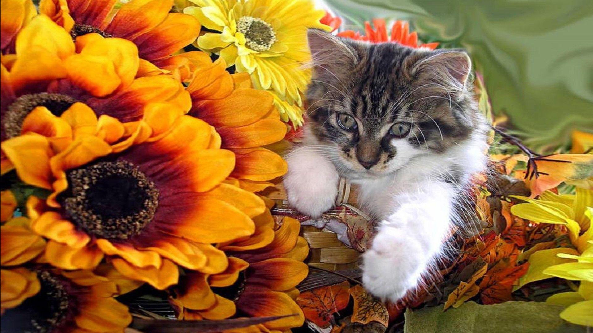 1920x1080 Cute Kitten In A Basket Orange And Yellow Flowers HD Wallpaper