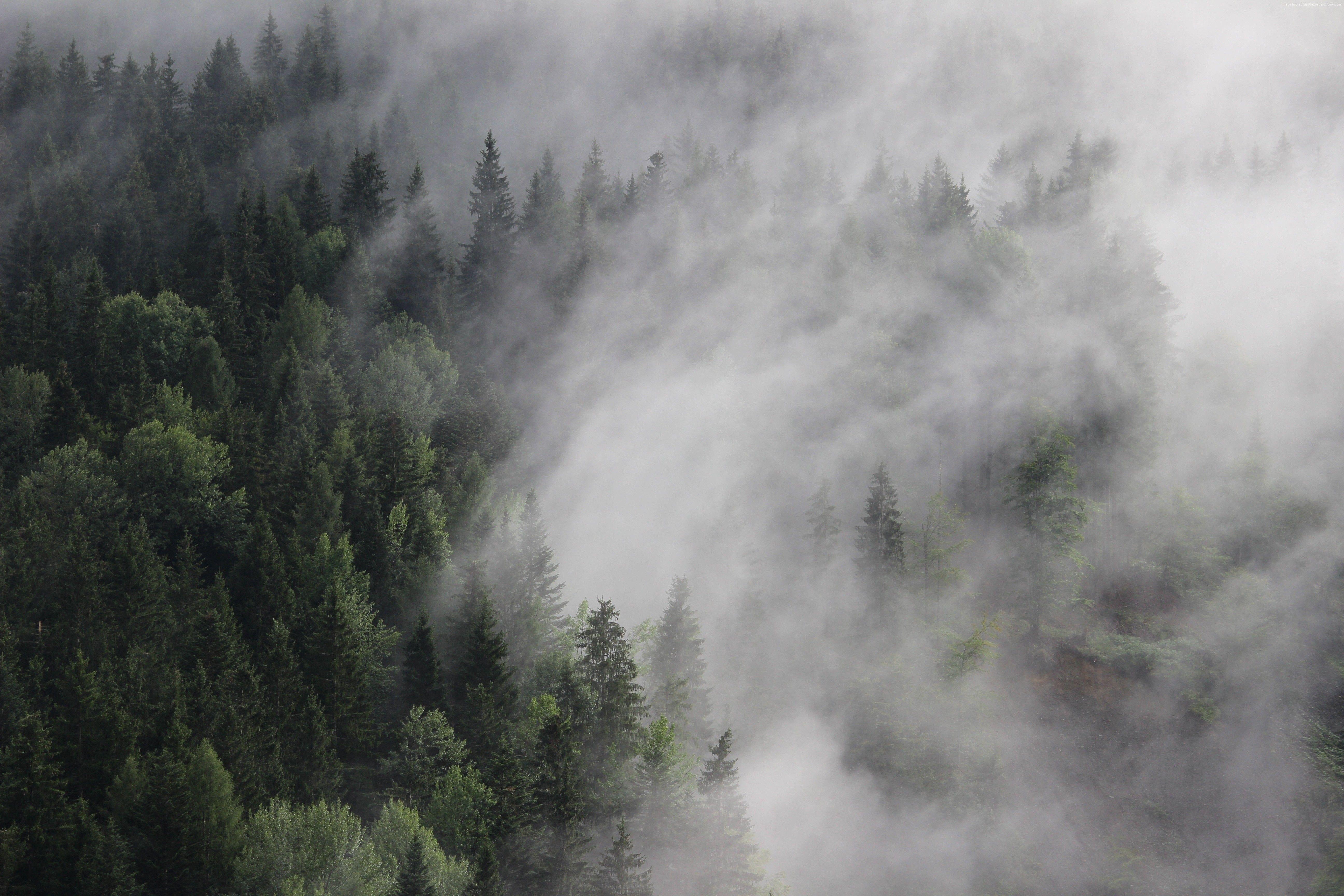 Foggy Forest Wallpapers - Top Free Foggy Forest Backgrounds