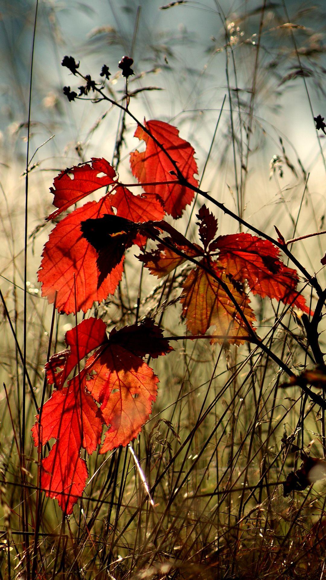 1080x1920 Autumn Mobile Wallpaper