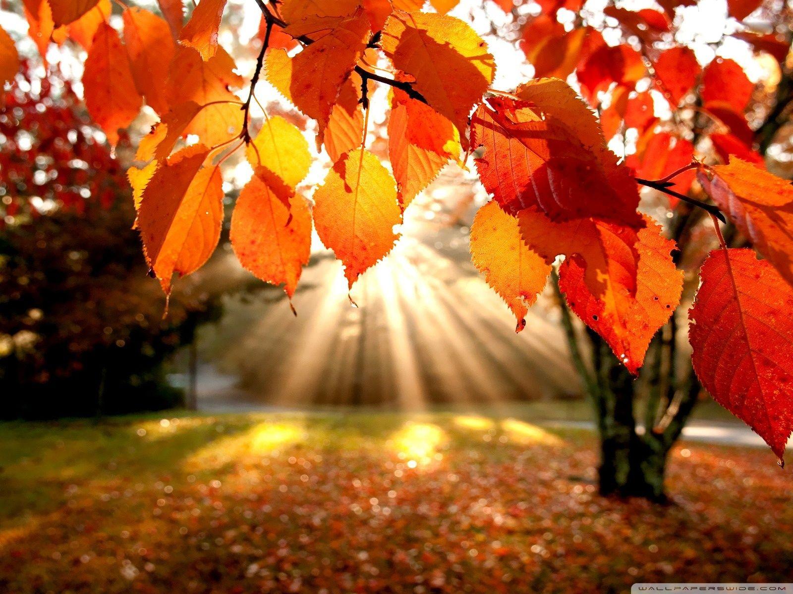 1600x1200 Autumn Landscape Ultra HD Desktop Background Wallpaper for 4K UHD TV : Tablet