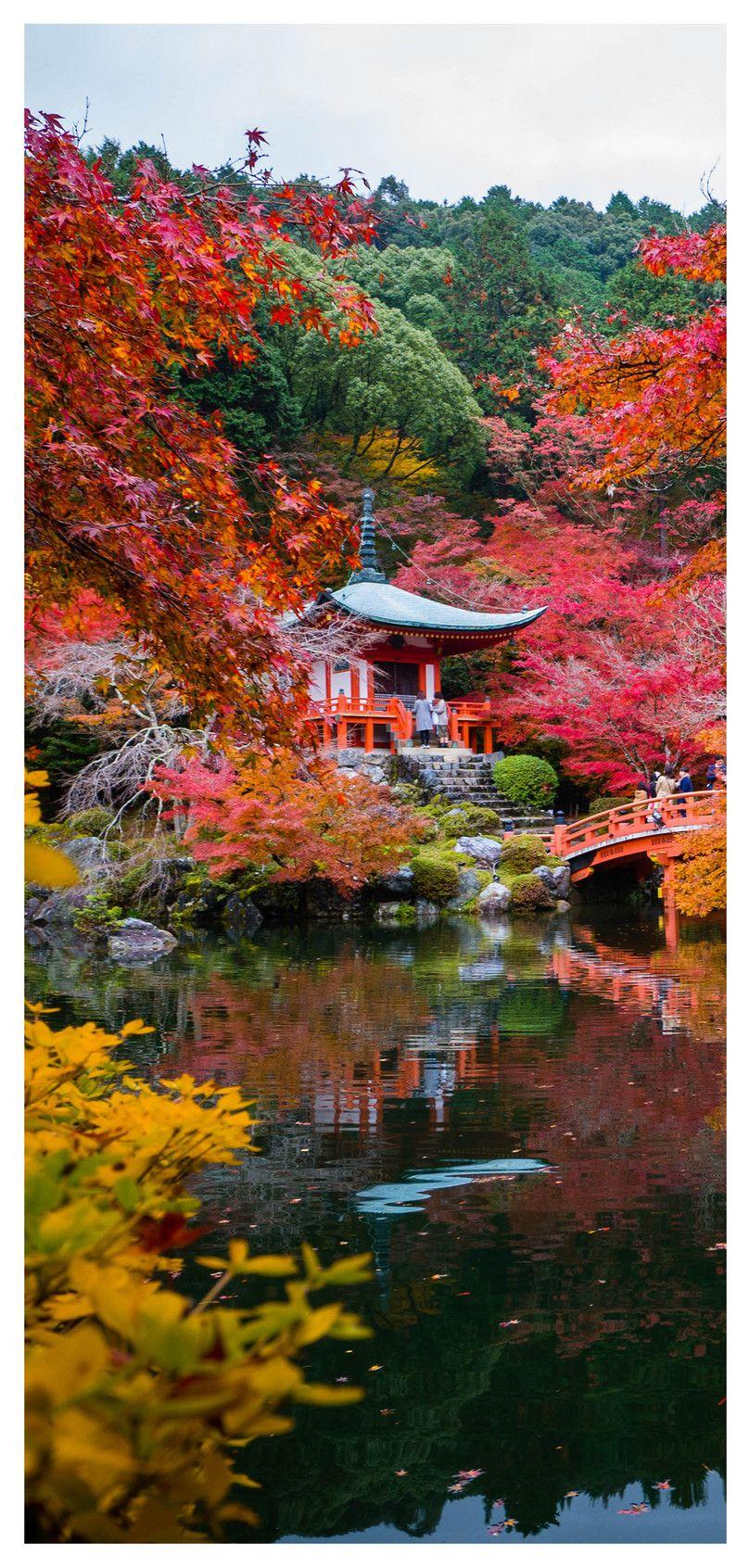 808x1692 autumn mobile phone wallpaper in kyoto background image free