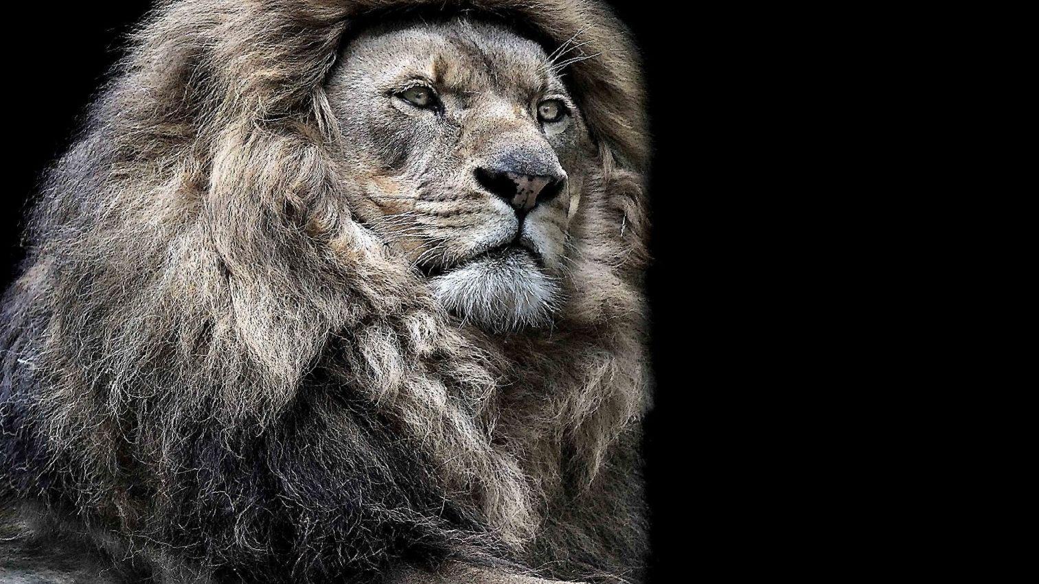 1513x851 Lion Wallpaper Picture HD Image Free Photo 4K for Android