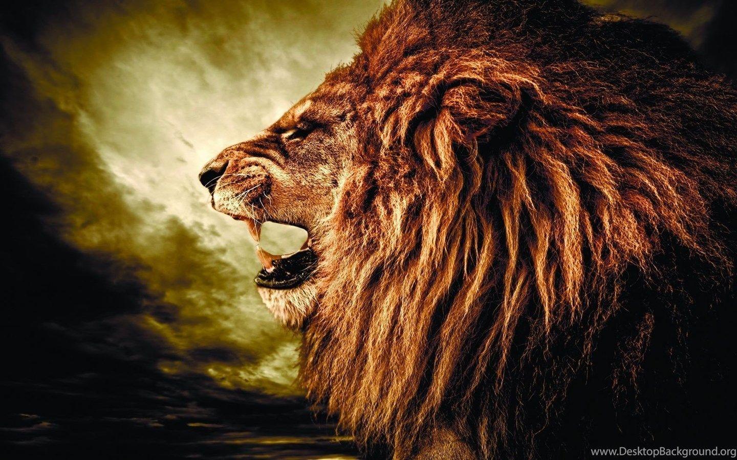 4K Lion Wallpapers - Top Free 4K Lion Backgrounds - WallpaperAccess