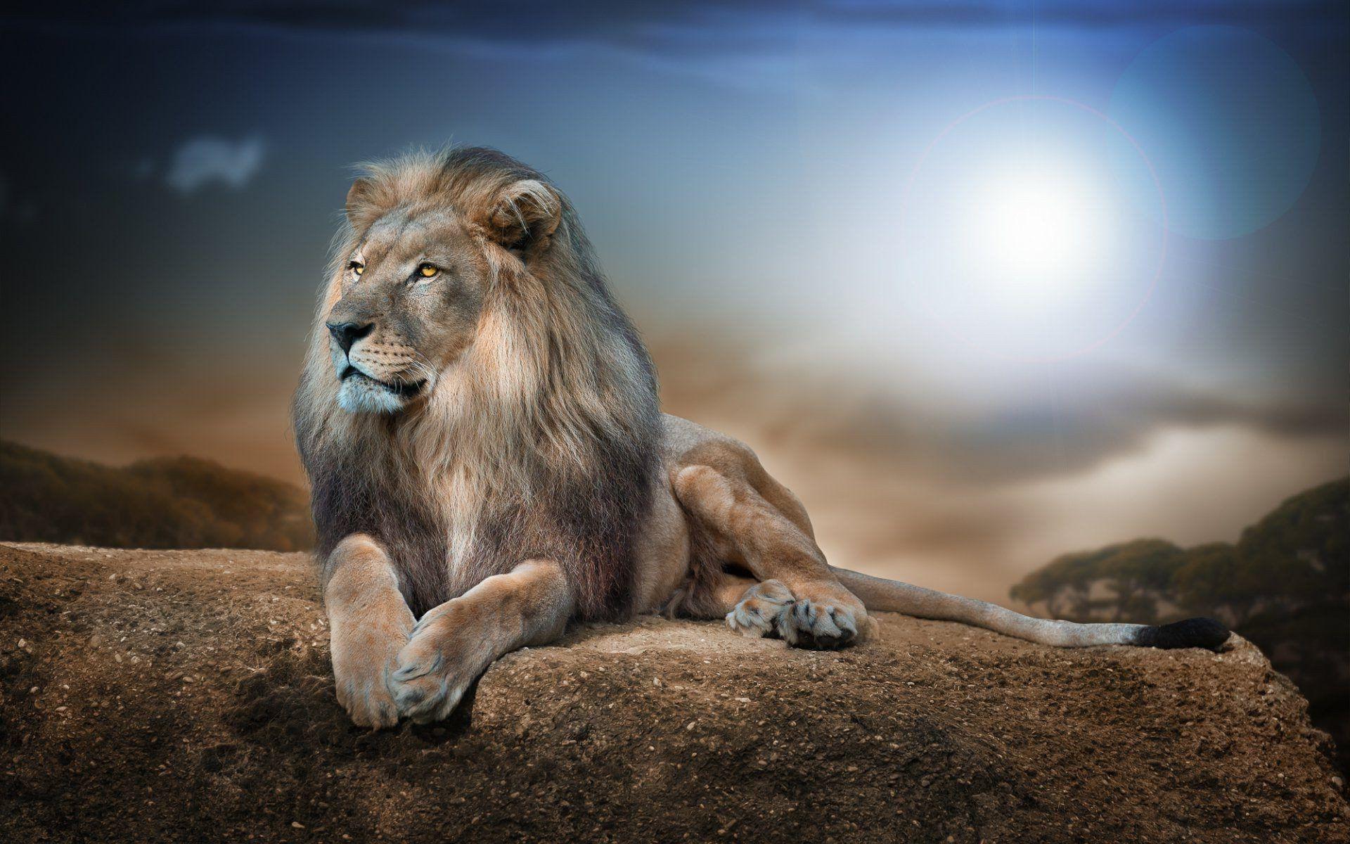 1920x1200 Lion Wallpaper 4k On A Rock Wallpaper