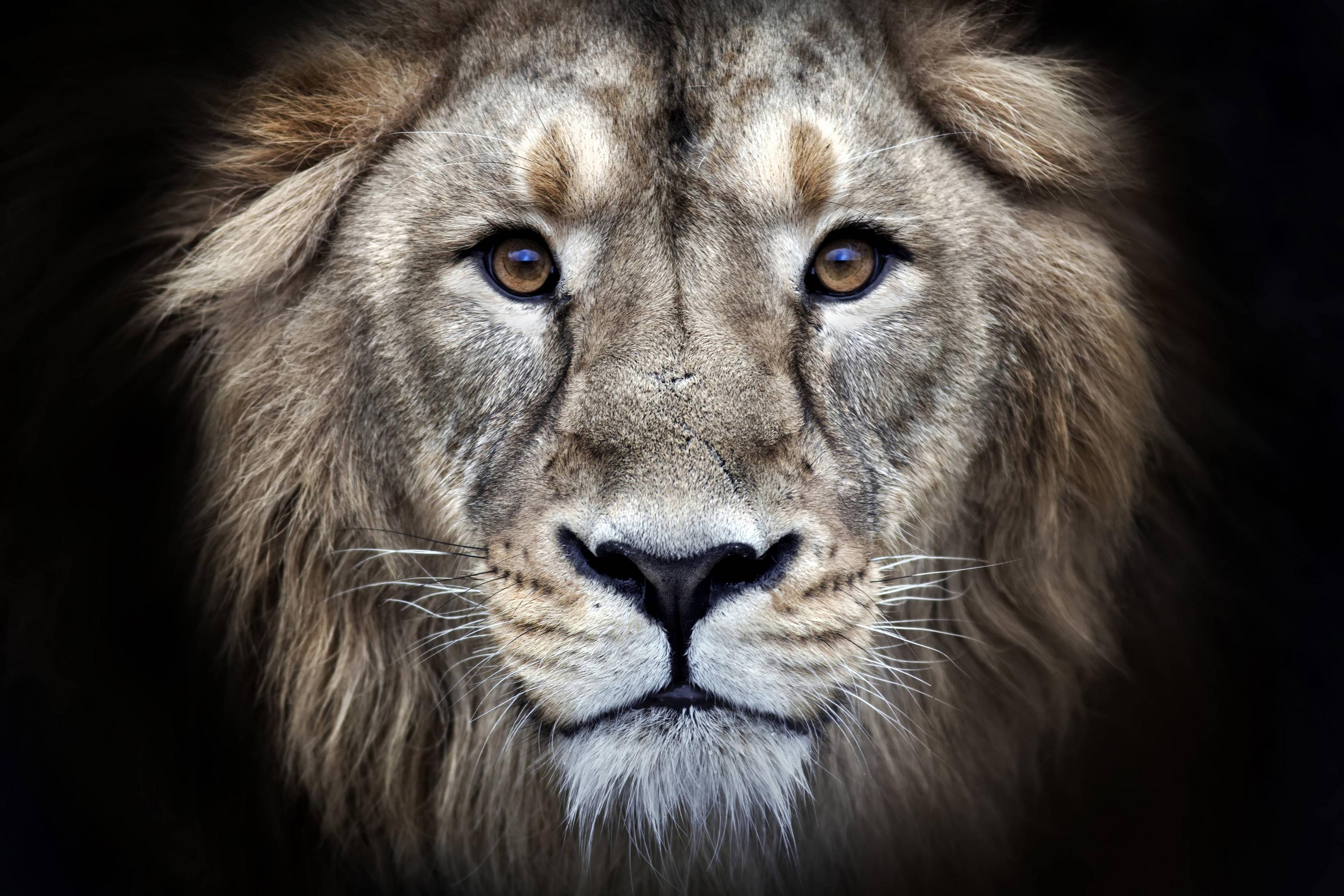 4K Lion Wallpapers - Top Free 4K Lion Backgrounds - WallpaperAccess