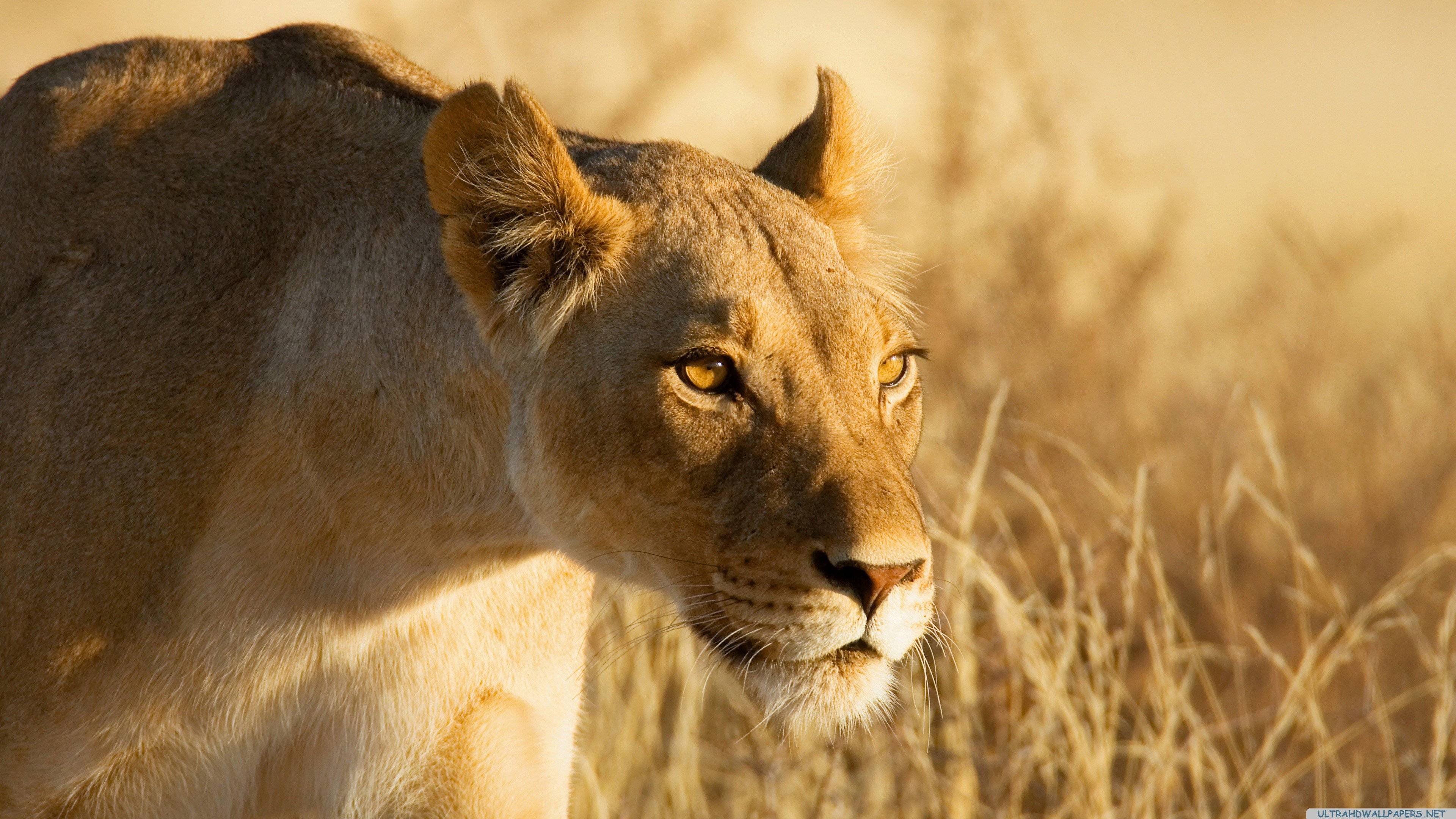 3840x2160 Lion wallpaper 3840x2160 Ultra HD 4k desktop background