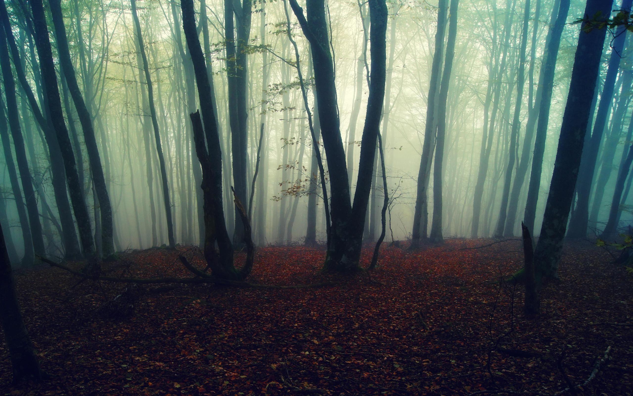 2560x1600 Foggy Forest Wallpaper HD Resolution #lJA
