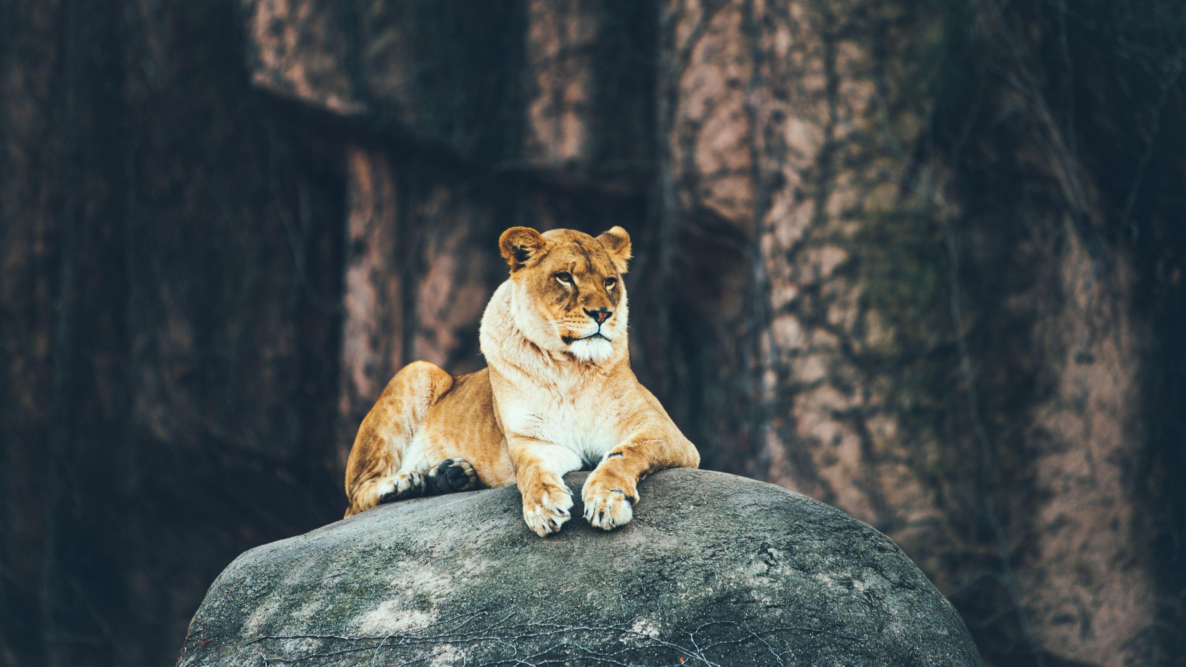 3840x2160 Wallpaper 4k Lion Sitting On Rock 4k 4k Wallpaper, Animals