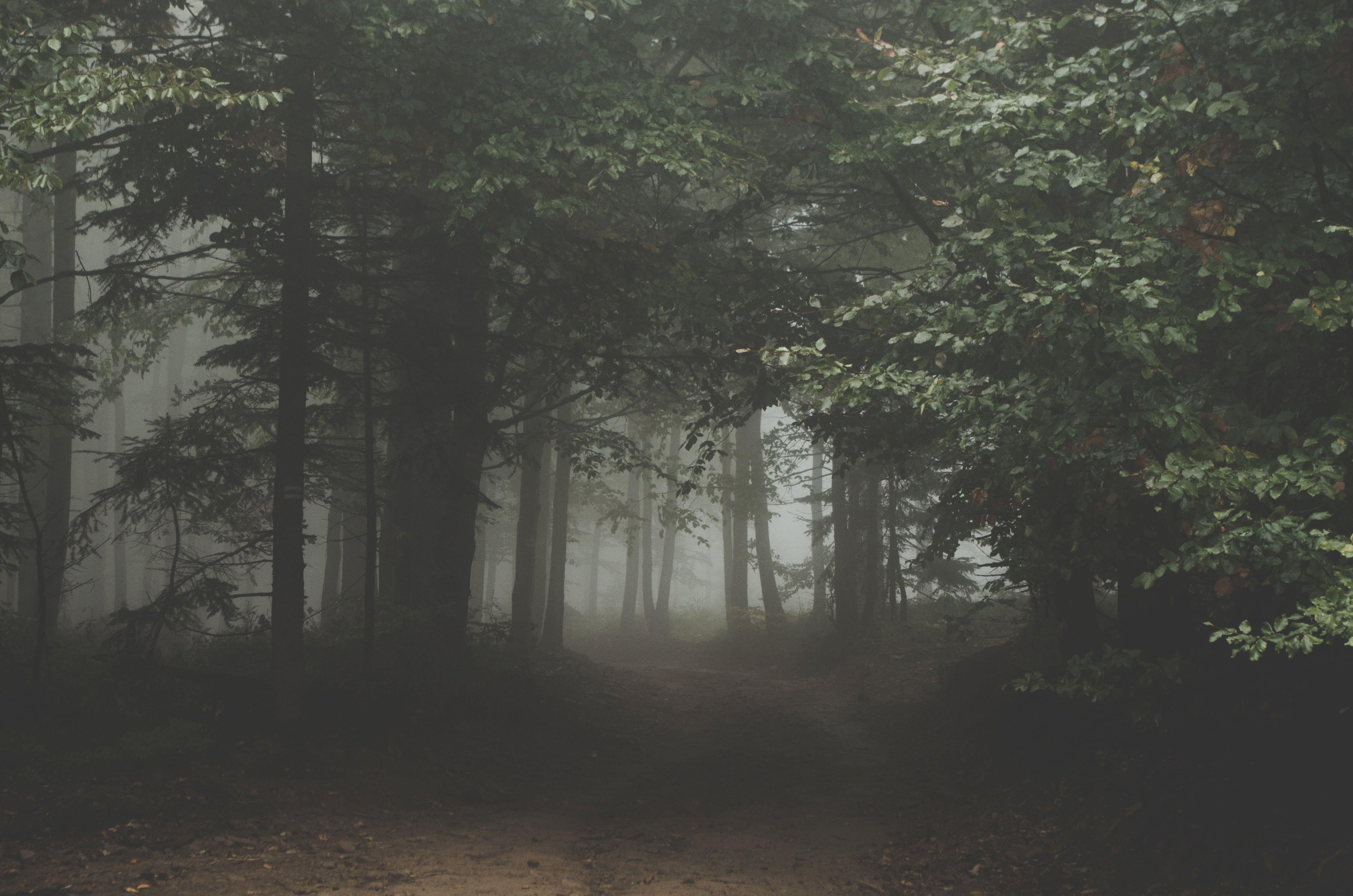 4928x3264 Photography of foggy forest HD wallpaper