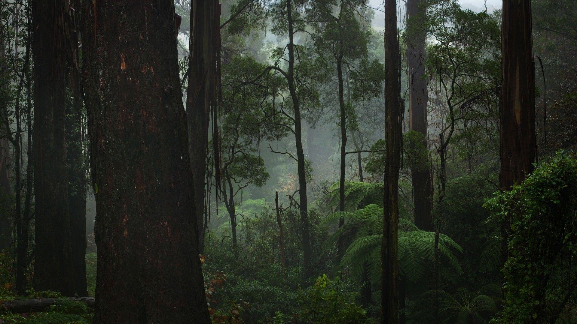 1920x1080 Fog Forest HD Wallpaper, Background Image