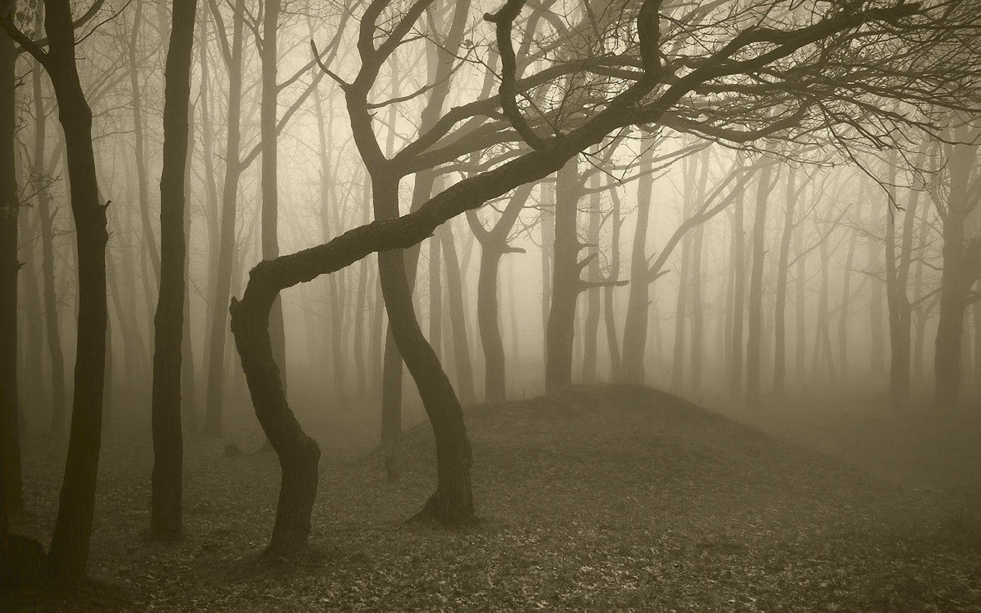 1920x1200 Foggy Forest Wallpaperx1200