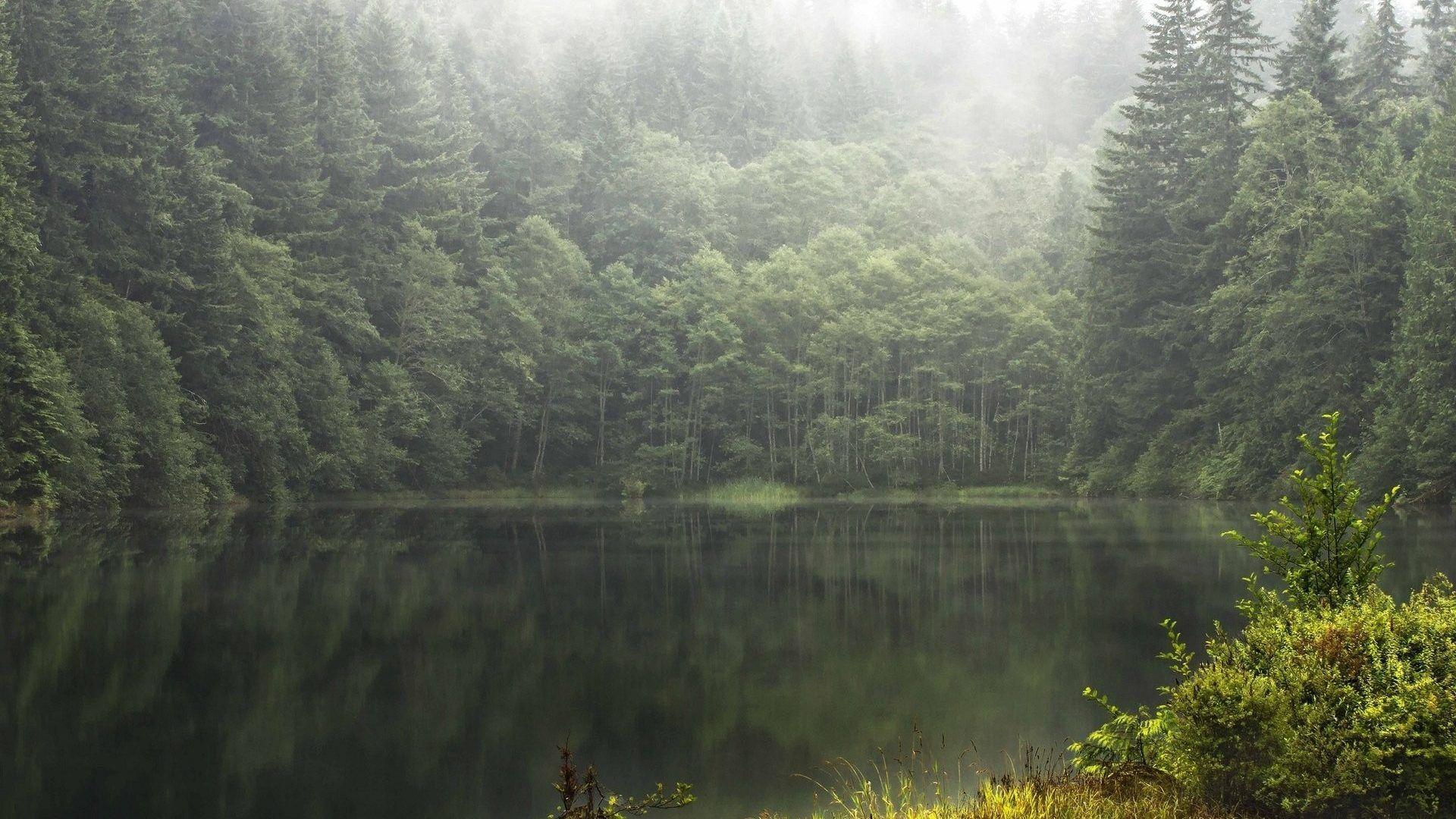1920x1080 Forest Hills Fog Morning Foggy Dales River Birds Autumn Beautiful