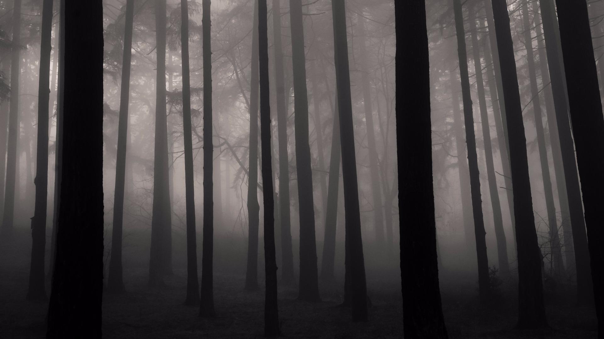 Foggy Forest Wallpapers Top Free Foggy Forest Backgrounds