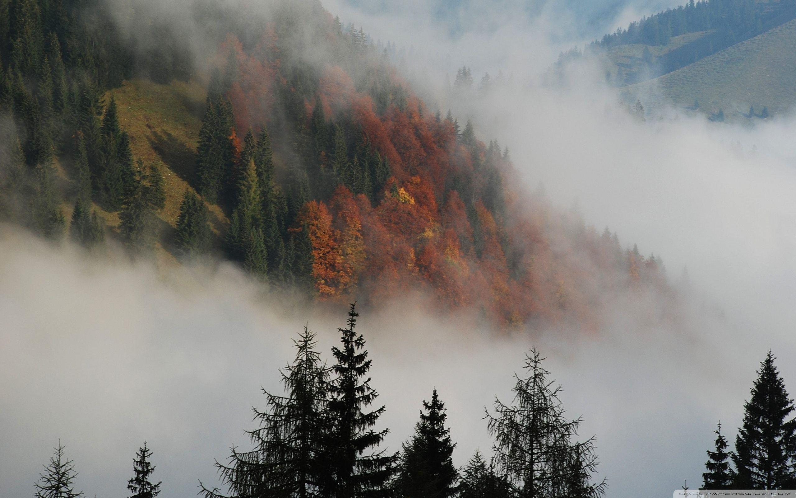 2560x1600 Foggy Mountain Forest ❤ 4K HD Desktop Wallpaper for 4K Ultra HD TV