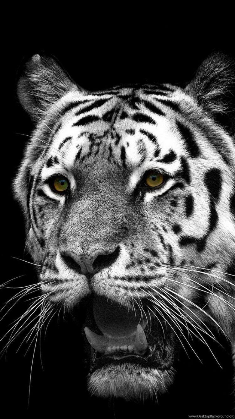 Tiger Wallpaper Black And White Black And White Iphone Plus Wallpaper White   फट शयर