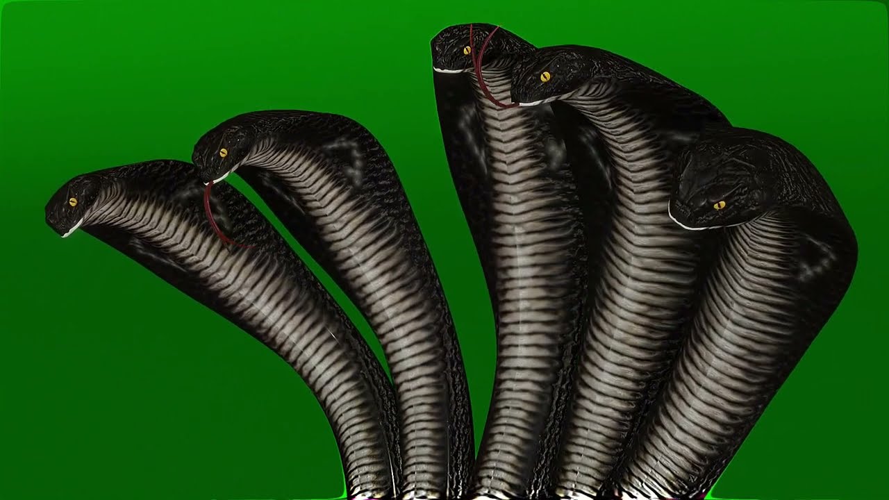 1280x720 Naagin 6. Shesh Naag. Green Screen Animations. Free to use