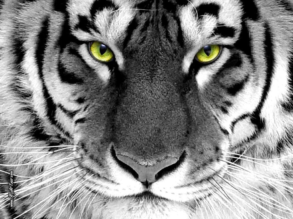 1024x768 black and white tiger wallpaper