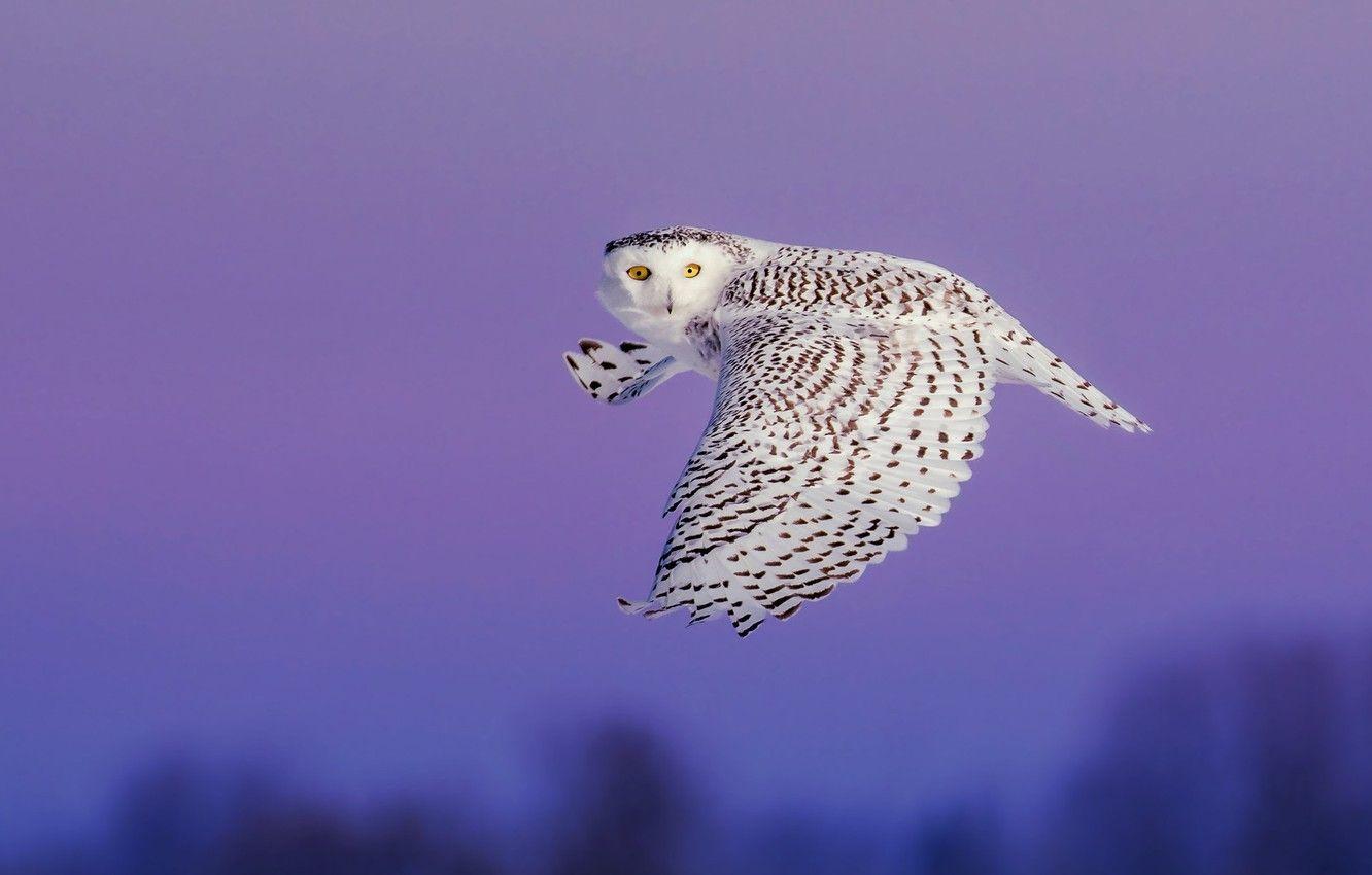 1332x850 Wallpaper the sky, look, flight, owl, bird, wings, white, twilight