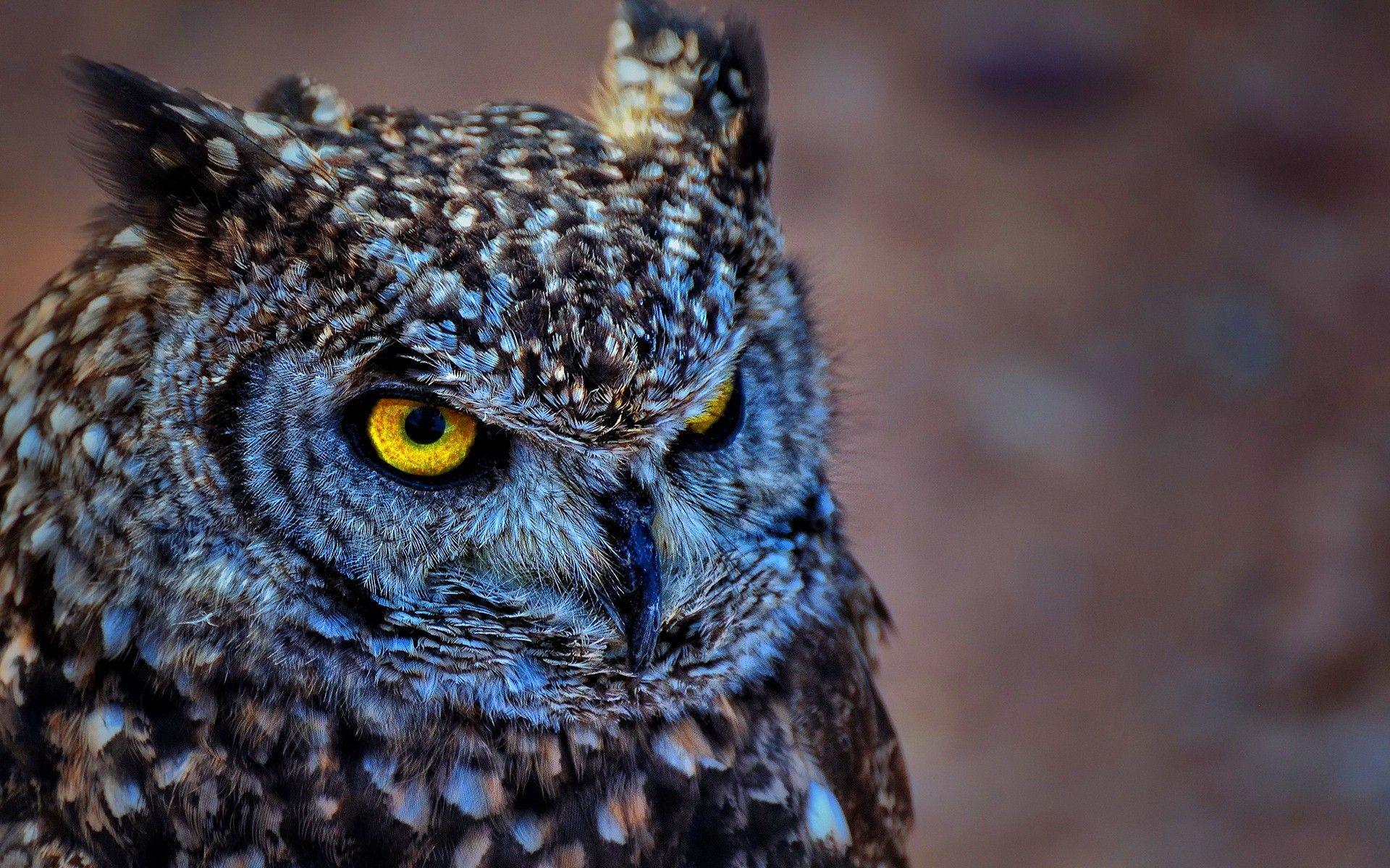 1920x1200 Eastern Screech Owl Wallpaper. Screech