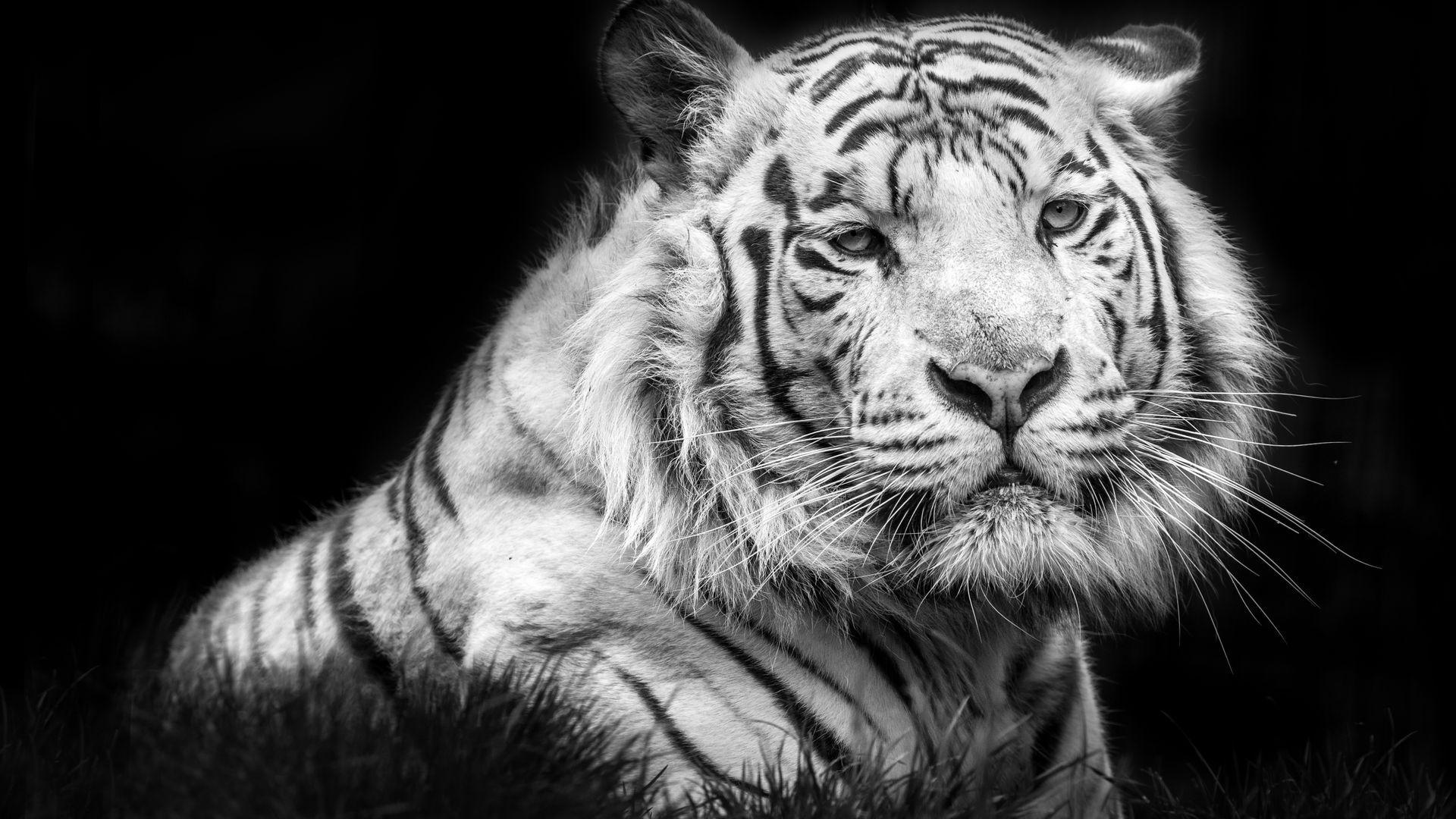 Black And White Tiger Wallpapers Top Free Black And White Tiger Backgrounds Wallpaperaccess